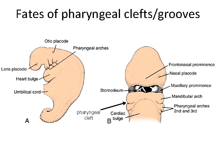 Fates of pharyngeal clefts/grooves pharyngeal cleft 