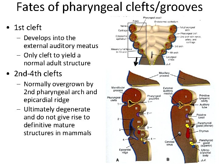 Fates of pharyngeal clefts/grooves • 1 st cleft – Develops into the external auditory