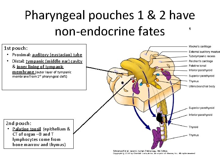 Pharyngeal pouches 1 & 2 have non-endocrine fates 1 1 st pouch: • Proximal: