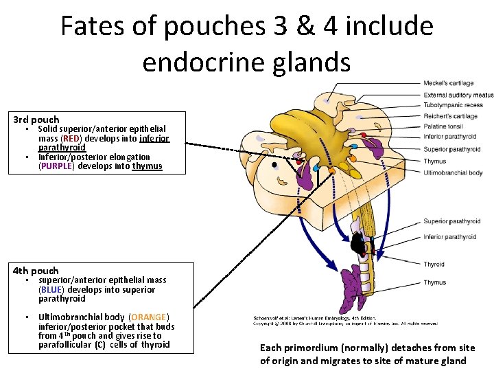 Fates of pouches 3 & 4 include endocrine glands 3 rd pouch • Solid