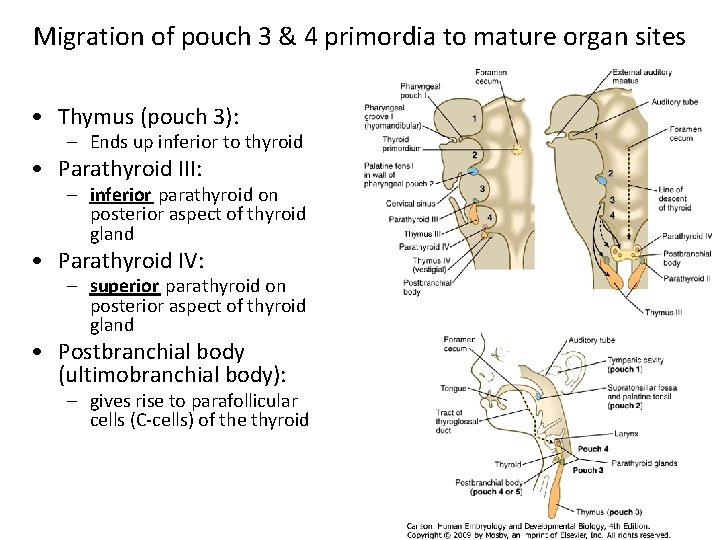 Migration of pouch 3 & 4 primordia to mature organ sites • Thymus (pouch
