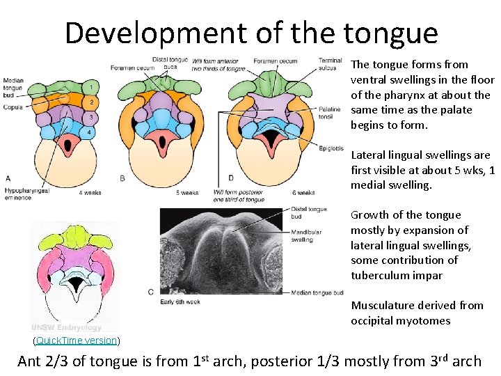 Development of the tongue The tongue forms from ventral swellings in the floor of
