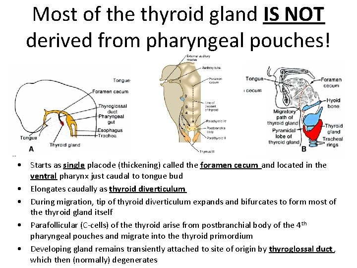 Most of the thyroid gland IS NOT derived from pharyngeal pouches! • Starts as