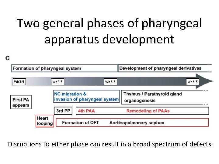 Two general phases of pharyngeal apparatus development Wk 3. 5 Wk 4. 5 Wk
