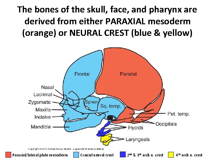 The bones of the skull, face, and pharynx are derived from either PARAXIAL mesoderm