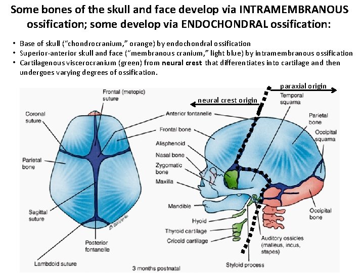 Some bones of the skull and face develop via INTRAMEMBRANOUS ossification; some develop via