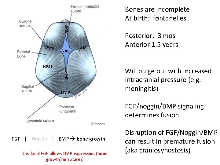FGF Nog BMP Bones are incomplete At birth: fontanelles BGM FN o. Fg. P