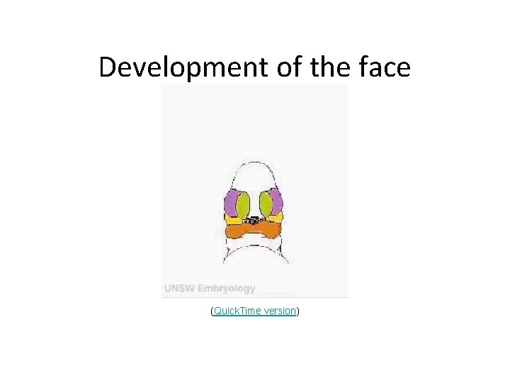 Development of the face (Quick. Time version) 