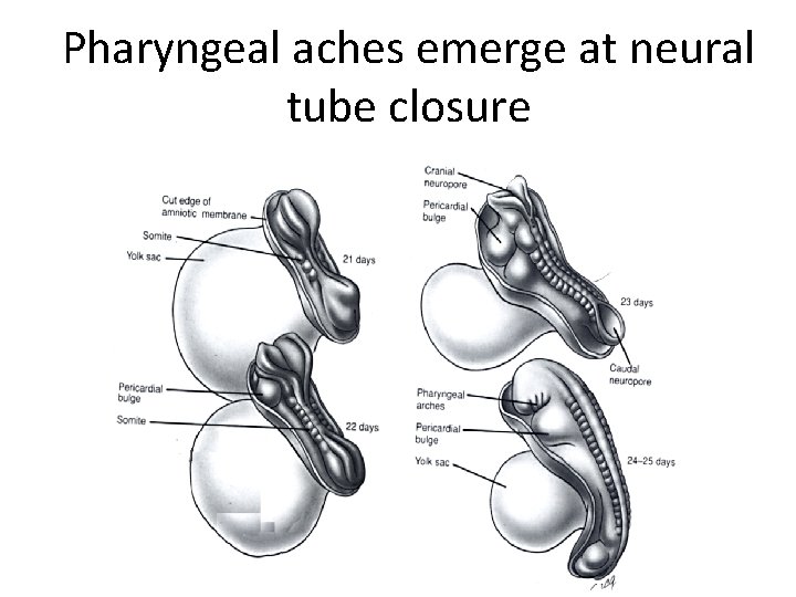 Pharyngeal aches emerge at neural tube closure 
