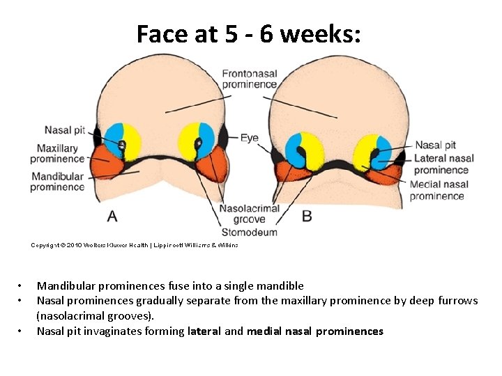 Face at 5 - 6 weeks: • • • Mandibular prominences fuse into a