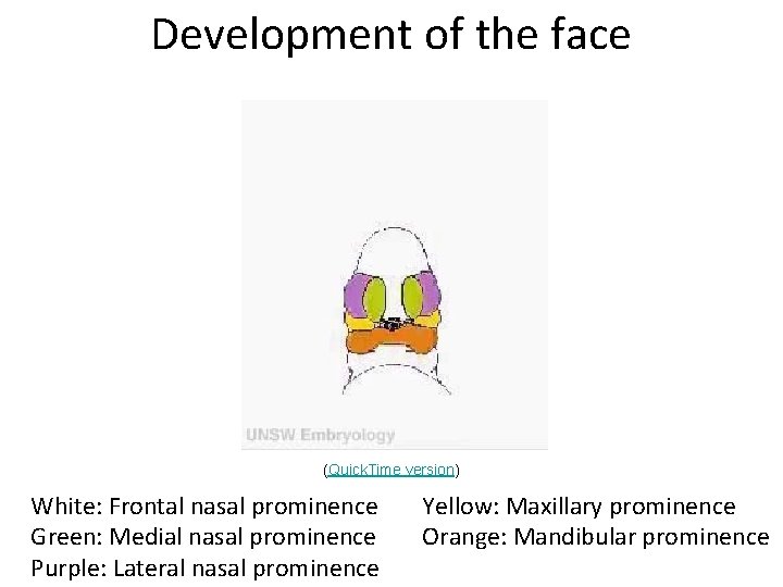 Development of the face (Quick. Time version) White: Frontal nasal prominence Green: Medial nasal