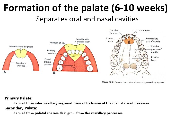 Formation of the palate (6 -10 weeks) Separates oral and nasal cavities Primary Palate: