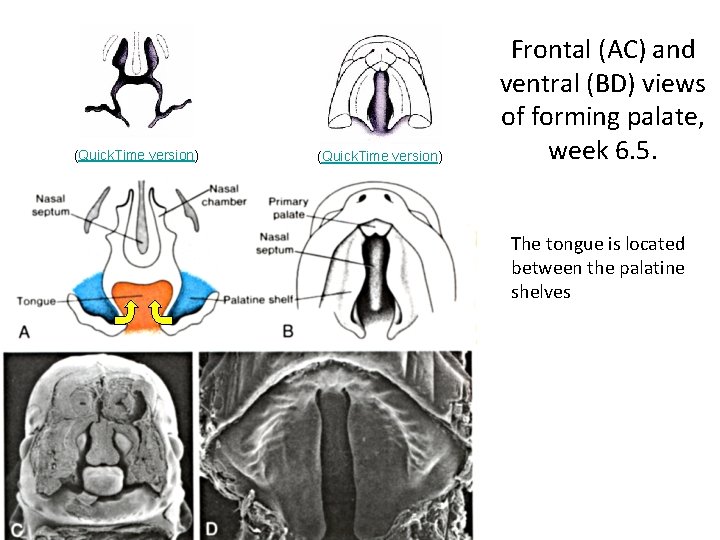 (Quick. Time version) Frontal (AC) and ventral (BD) views of forming palate, week 6.