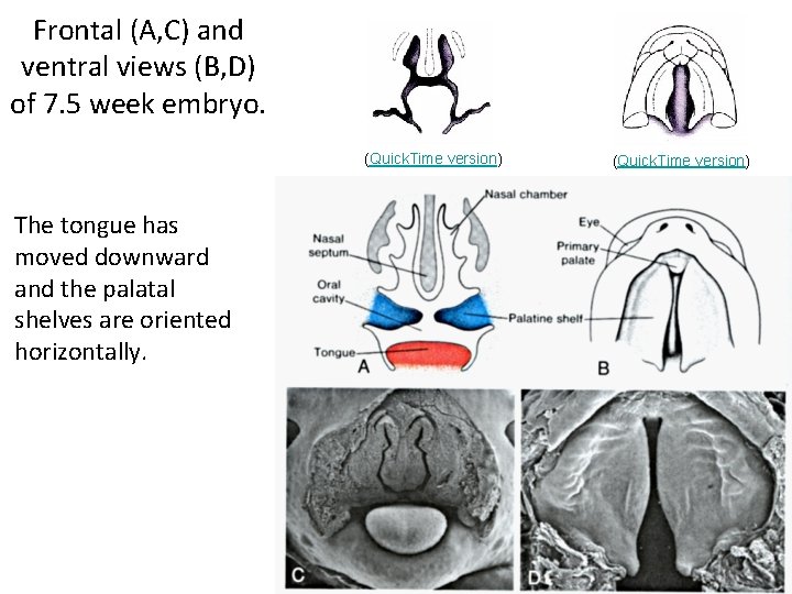 Frontal (A, C) and ventral views (B, D) of 7. 5 week embryo. (Quick.