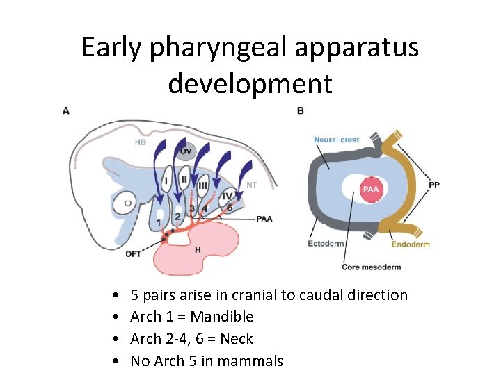 Early pharyngeal apparatus development • • 5 pairs arise in cranial to caudal direction