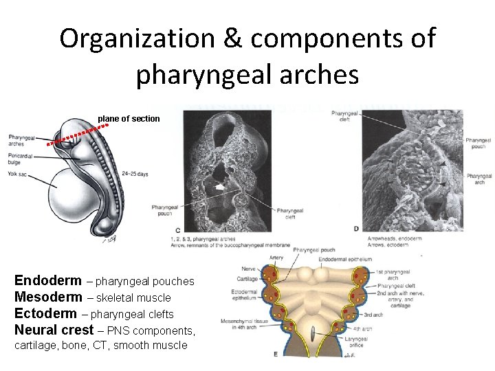 Organization & components of pharyngeal arches plane of section Endoderm – pharyngeal pouches Mesoderm