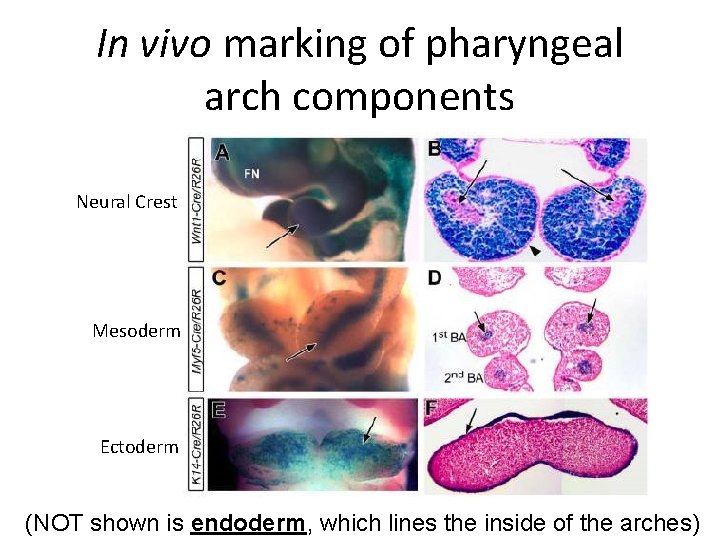 In vivo marking of pharyngeal arch components Neural Crest Mesoderm Ectoderm (NOT shown is