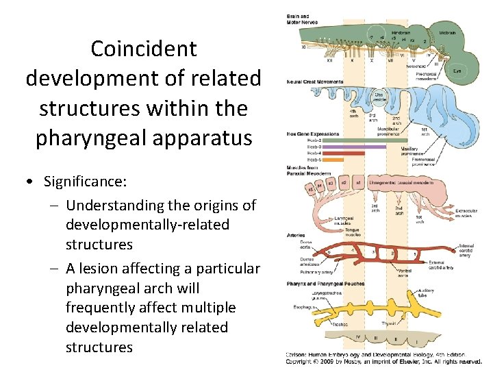 Coincident development of related structures within the pharyngeal apparatus • Significance: – Understanding the