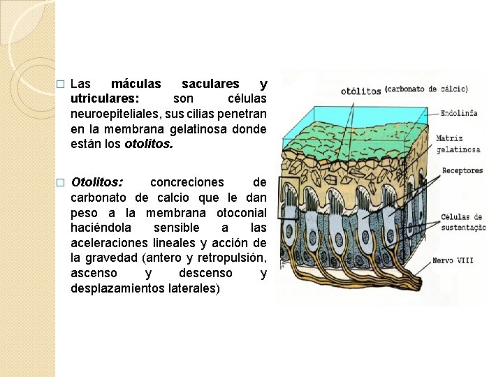 � Las máculas saculares y utriculares: son células neuroepiteliales, sus cilias penetran en la