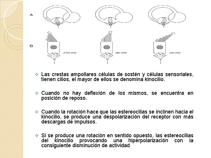 v Las crestas ampollares células de sostén y células sensoriales, tienen cilios, el mayor