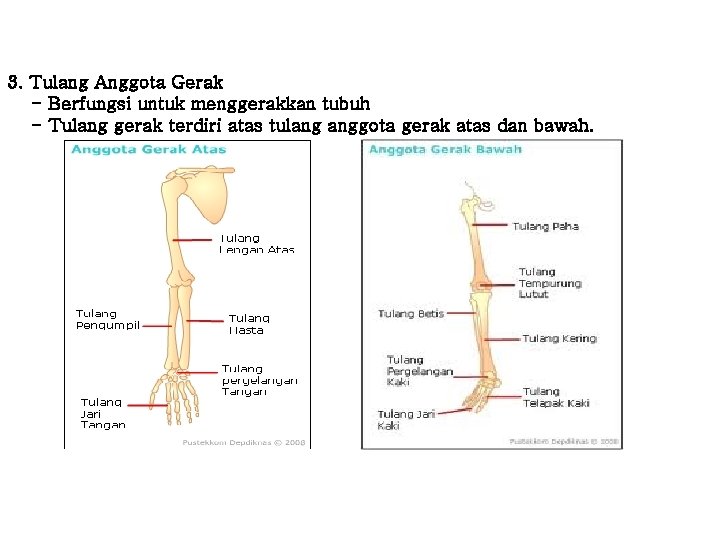 3. Tulang Anggota Gerak - Berfungsi untuk menggerakkan tubuh - Tulang gerak terdiri atas 3. Tulang Anggota Gerak - Berfungsi untuk menggerakkan tubuh - Tulang gerak terdiri atas