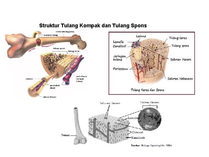 Struktur Tulang Kompak dan Tulang Spons Struktur Tulang Kompak dan Tulang Spons
