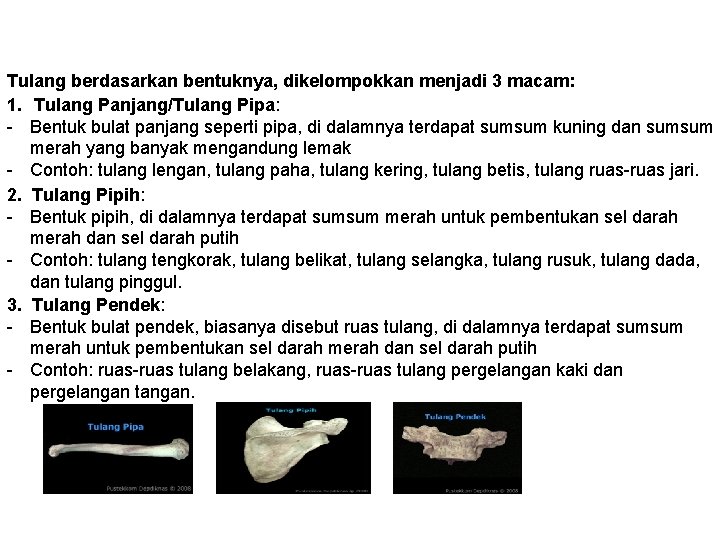 Tulang berdasarkan bentuknya, dikelompokkan menjadi 3 macam: 1. Tulang Panjang/Tulang Pipa: - Bentuk bulat Tulang berdasarkan bentuknya, dikelompokkan menjadi 3 macam: 1. Tulang Panjang/Tulang Pipa: - Bentuk bulat