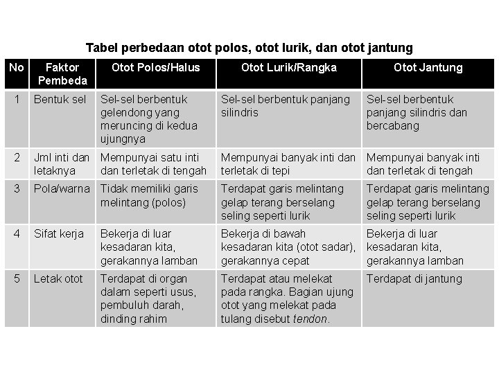 Tabel perbedaan otot polos, otot lurik, dan otot jantung No Faktor Pembeda Otot Polos/Halus Tabel perbedaan otot polos, otot lurik, dan otot jantung No Faktor Pembeda Otot Polos/Halus