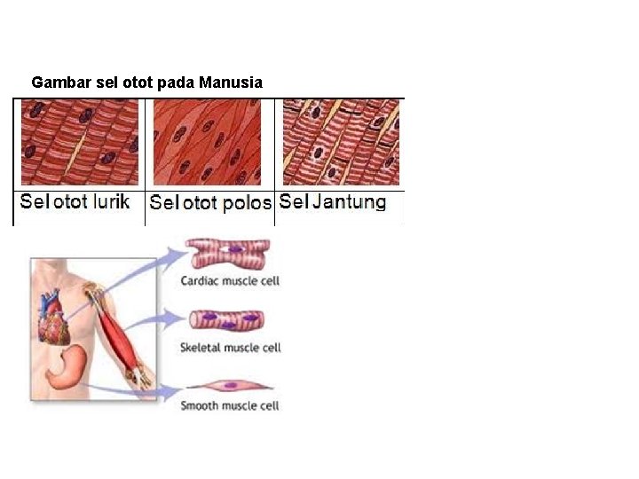 Gambar sel otot pada Manusia Gambar sel otot pada Manusia
