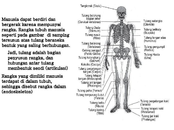 Manusia dapat berdiri dan bergerak karena mempunyai rangka. Rangka tubuh manusia seperti pada gambar Manusia dapat berdiri dan bergerak karena mempunyai rangka. Rangka tubuh manusia seperti pada gambar