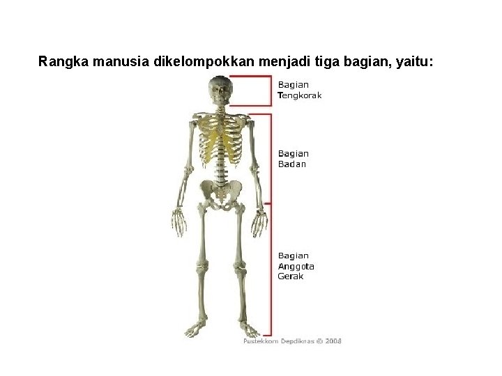 Rangka manusia dikelompokkan menjadi tiga bagian, yaitu: Rangka manusia dikelompokkan menjadi tiga bagian, yaitu: