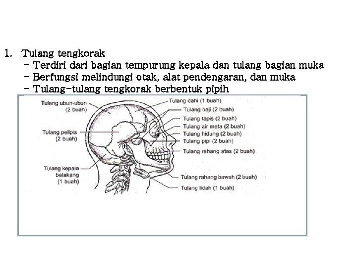 1. Tulang tengkorak - Terdiri dari bagian tempurung kepala dan tulang bagian muka - 1. Tulang tengkorak - Terdiri dari bagian tempurung kepala dan tulang bagian muka -
