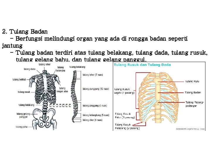 2. Tulang Badan - Berfungsi melindungi organ yang ada di rongga badan seperti jantung 2. Tulang Badan - Berfungsi melindungi organ yang ada di rongga badan seperti jantung