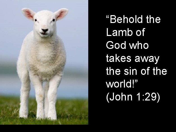 “Behold the Lamb of God who takes away the sin of the world!” (John