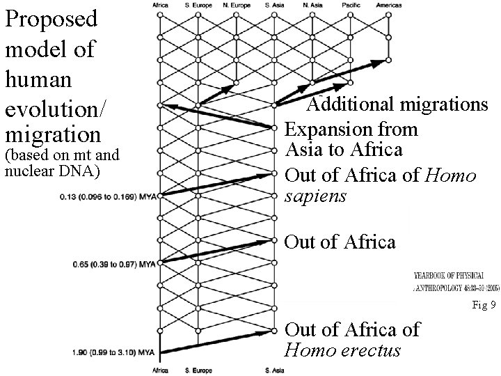 Proposed model of human evolution/ migration (based on mt and nuclear DNA) Additional migrations