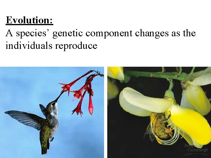 Evolution: A species’ genetic component changes as the individuals reproduce 