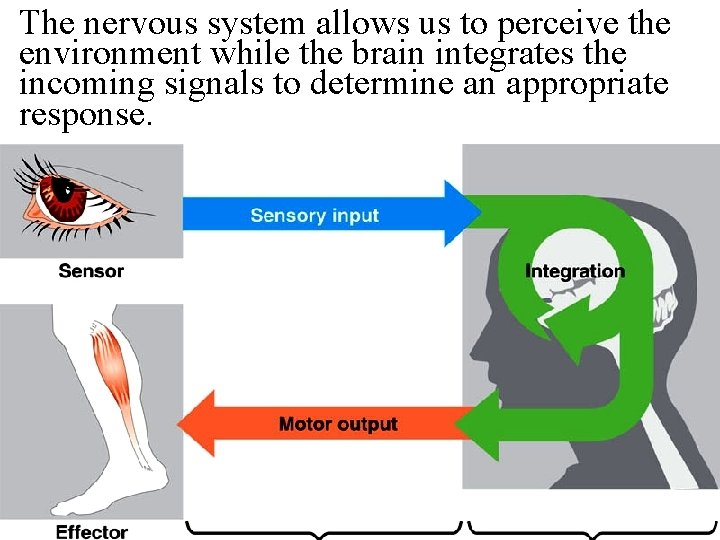 The nervous system allows us to perceive the environment while the brain integrates the