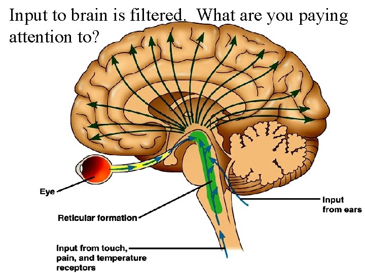 Input to brain is filtered. What are you paying attention to? 