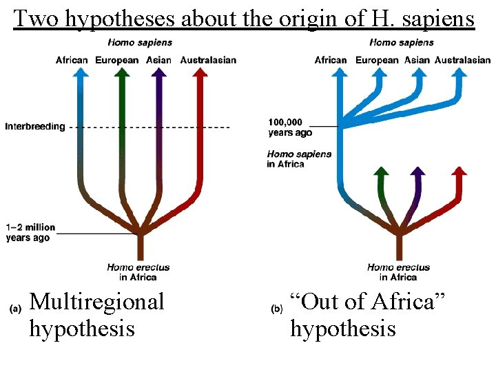 Two hypotheses about the origin of H. sapiens Multiregional hypothesis “Out of Africa” hypothesis
