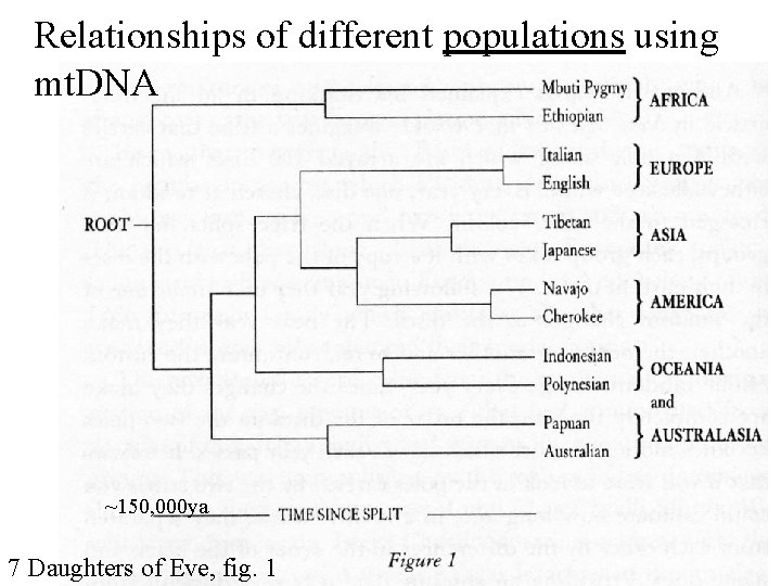 Relationships of different populations using mt. DNA ~150, 000 ya 7 Daughters of Eve,