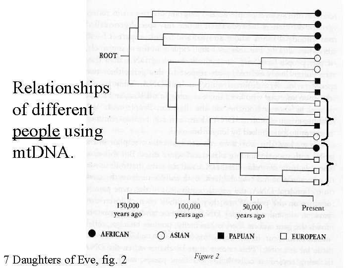 Relationships of different people using mt. DNA. 7 Daughters of Eve, fig. 2 