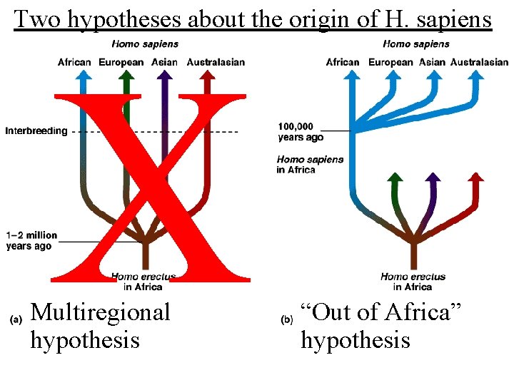 Two hypotheses about the origin of H. sapiens X Multiregional hypothesis “Out of Africa”