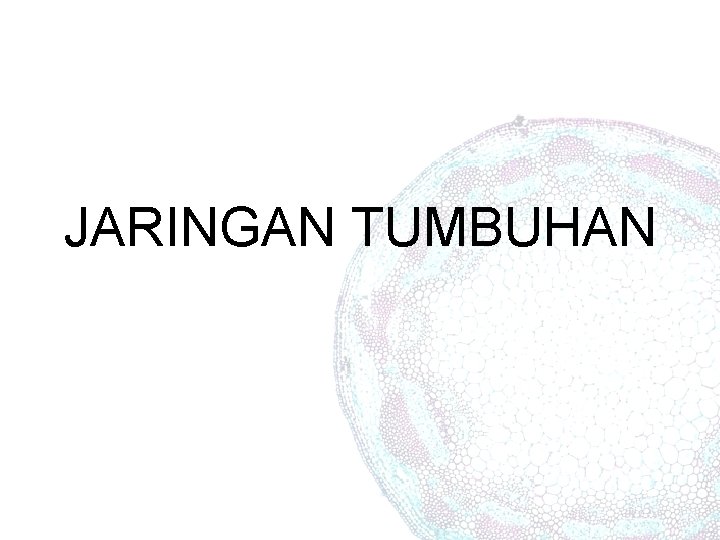 JARINGAN TUMBUHAN 