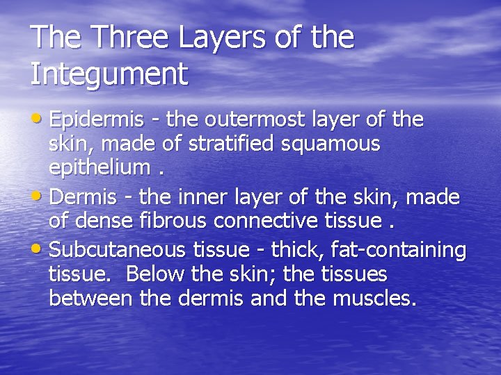The Three Layers of the Integument • Epidermis - the outermost layer of the