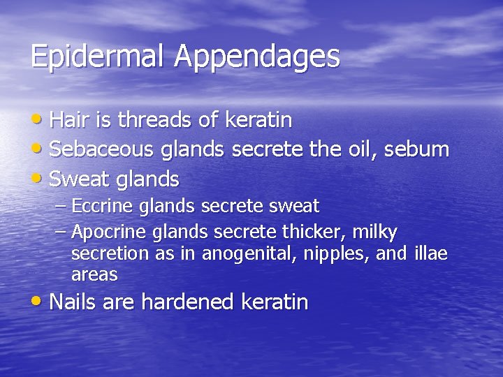 Epidermal Appendages • Hair is threads of keratin • Sebaceous glands secrete the oil,