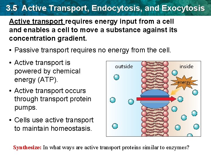 3. 5 Active Transport, Endocytosis, and Exocytosis Active transport requires energy input from a