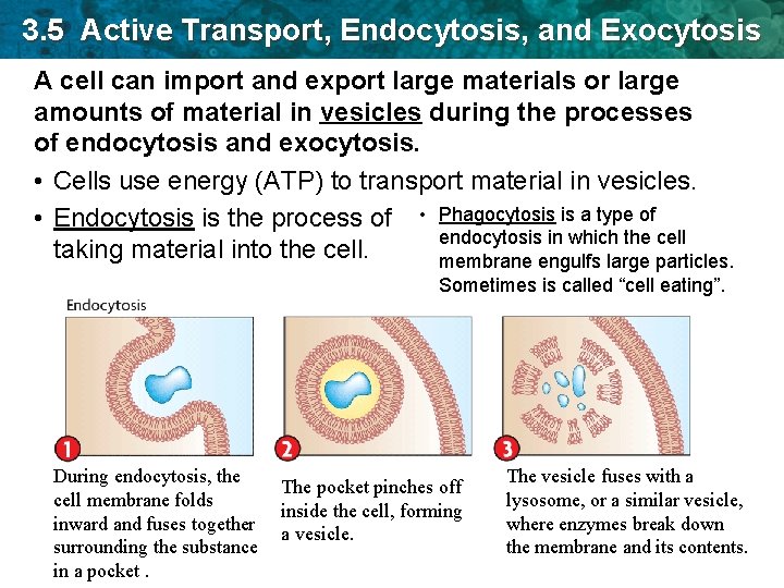 3. 5 Active Transport, Endocytosis, and Exocytosis A cell can import and export large