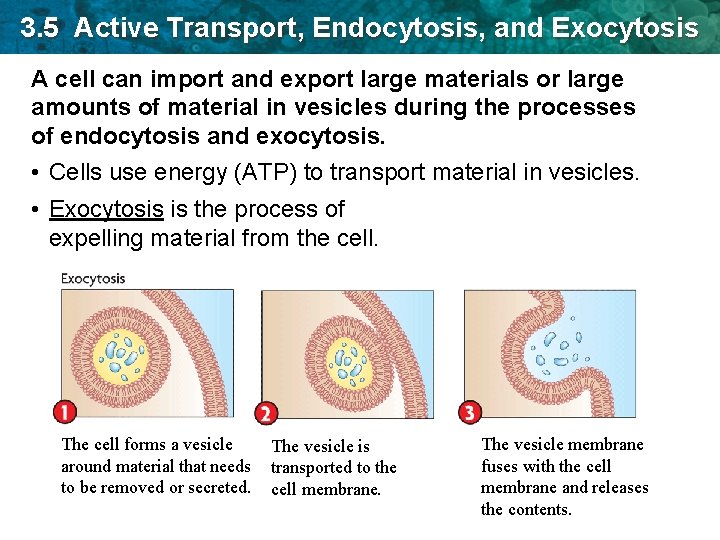 3. 5 Active Transport, Endocytosis, and Exocytosis A cell can import and export large