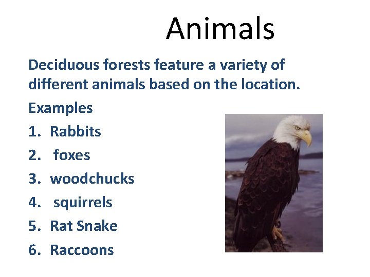 Animals Deciduous forests feature a variety of different animals based on the location. Examples