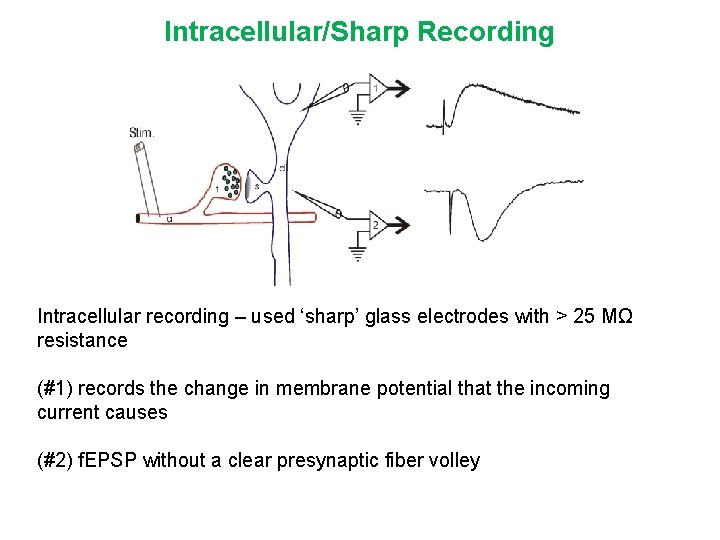 Intracellular/Sharp Recording Intracellular recording – used ‘sharp’ glass electrodes with > 25 MΩ resistance